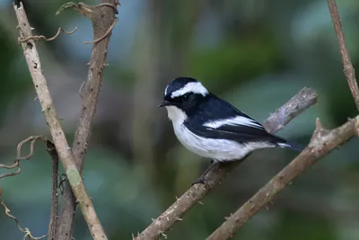 little pied flycatcher or Ficedula westermanni seen in Karimganj, Assam, India