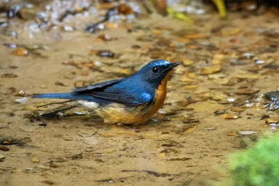 hill blue flycatcher (Cyornis whitei) seen at Dosdewa in Karimganj, Assam, India