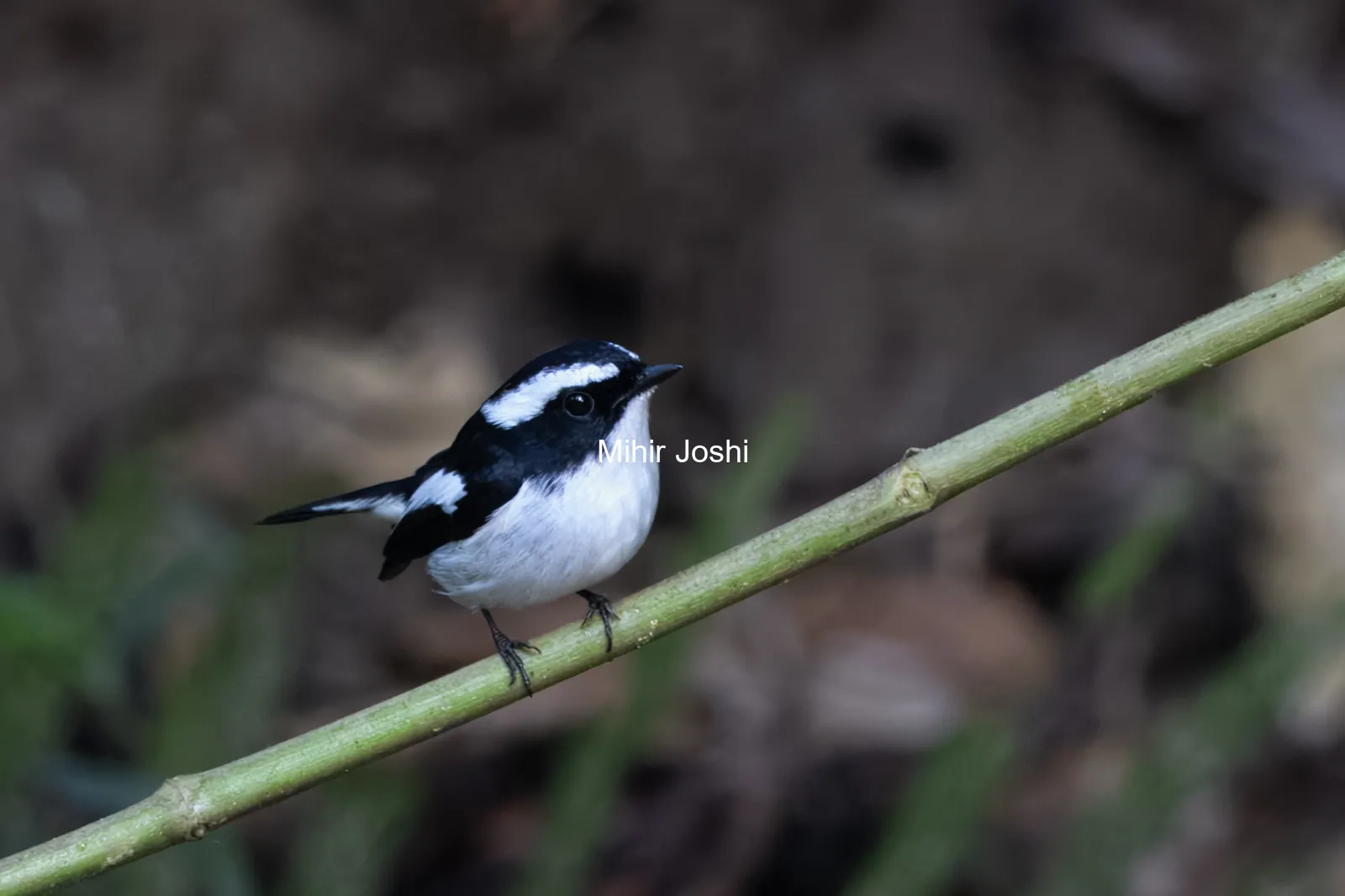 little pied flycatcher or Ficedula westermanni seen in Karimganj, Assam, India