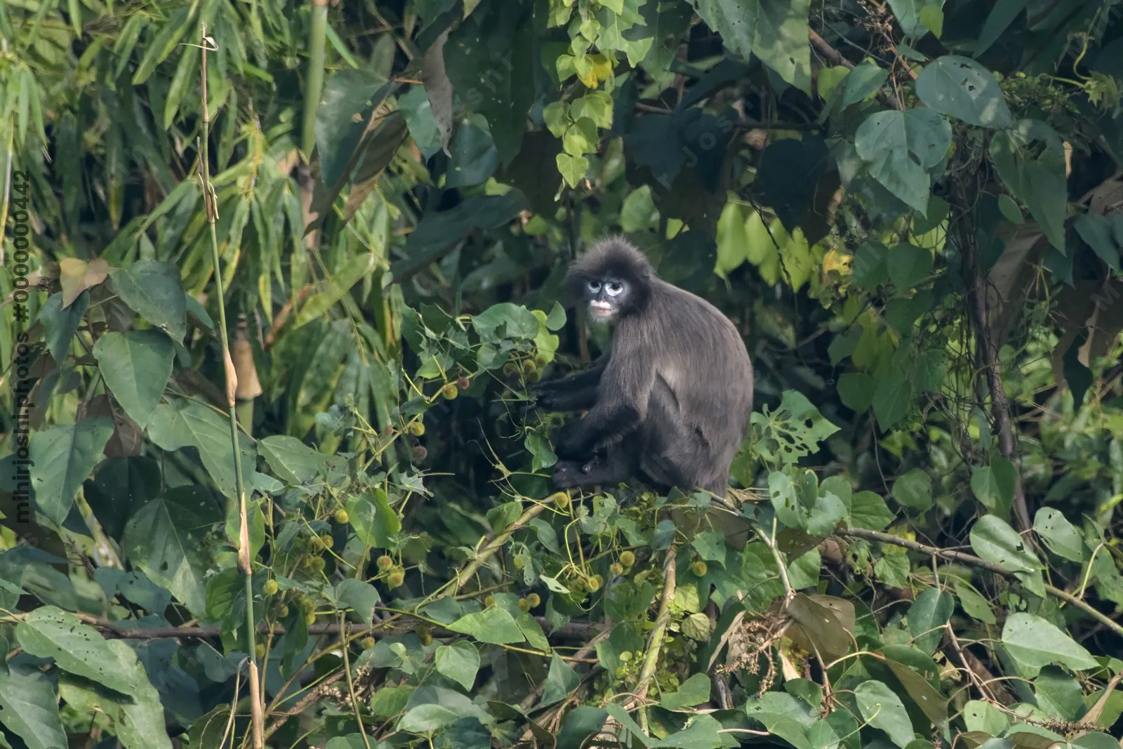Phayre's leaf monkey (Trachypithecus phayrei), also known as Phayre's langur, is a species of Old World monkey at Dosdewa, Karimganj, Assam, India