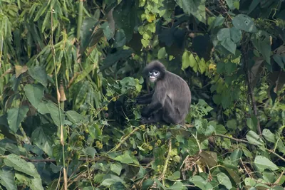 Phayre's leaf monkey (Trachypithecus phayrei), also known as Phayre's langur, is a species of Old World monkey at Dosdewa, Karimganj, Assam, India