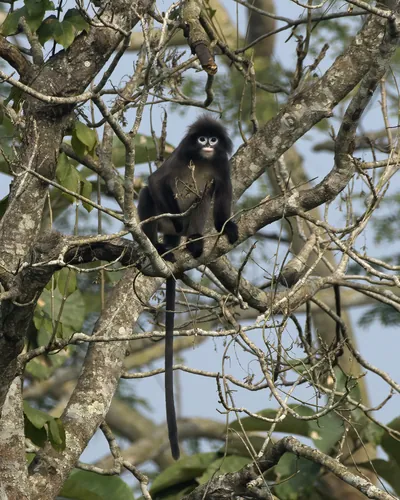 Phayre's leaf monkey (Trachypithecus phayrei), also known as Phayre's langur, is a species of Old World monkey at Dosdewa, Karimganj, Assam, India