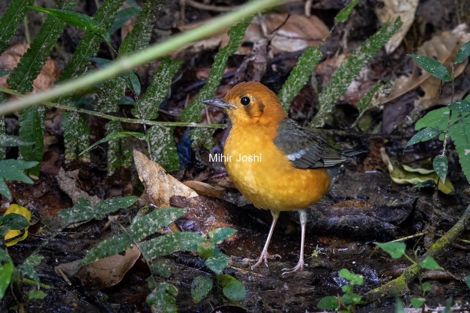 orange-headed thrush (Geokichla citrina) seen at Dosdewa in Karimganj, Assam, India