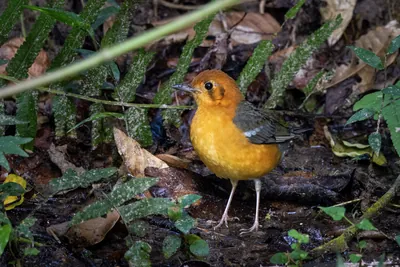 orange-headed thrush (Geokichla citrina) seen at Dosdewa in Karimganj, Assam, India