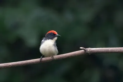 scarlet-backed flowerpecker (Dicaeum cruentatum) seen at Dosdewa in Karimganj, Assam, India