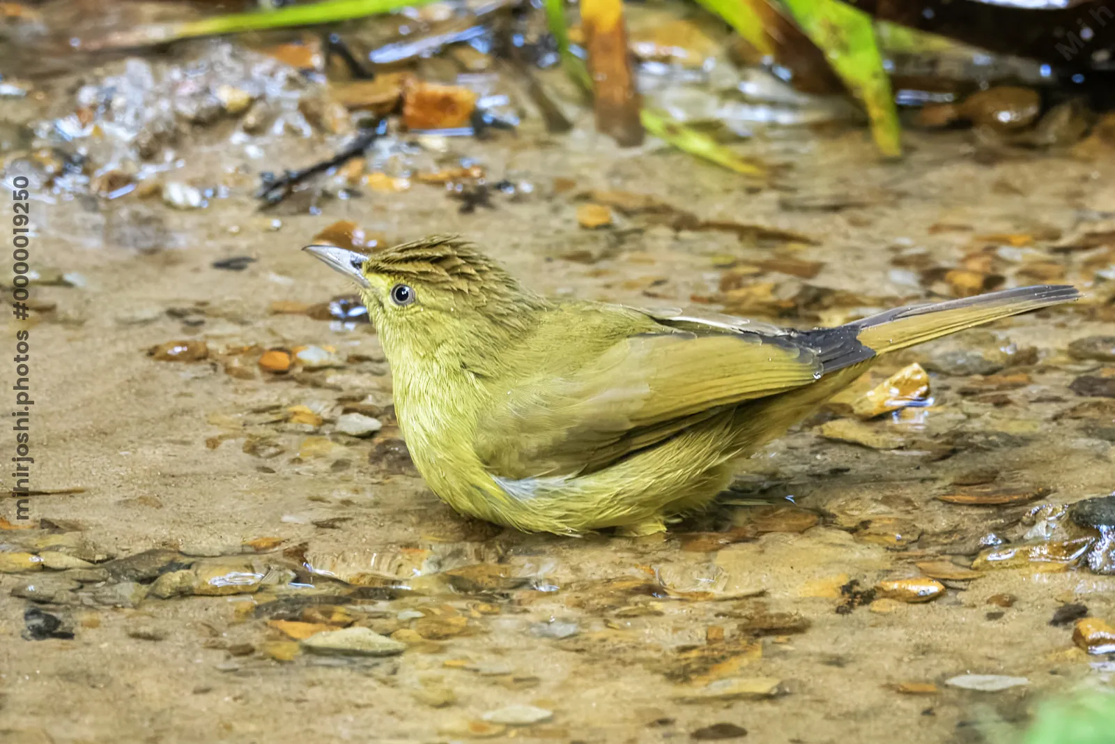 Cachar bulbul Iole cacharensis seen at Dosdewa in Karimganj, Assam, India
