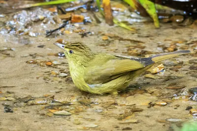 Cachar bulbul Iole cacharensis seen at Dosdewa in Karimganj, Assam, India