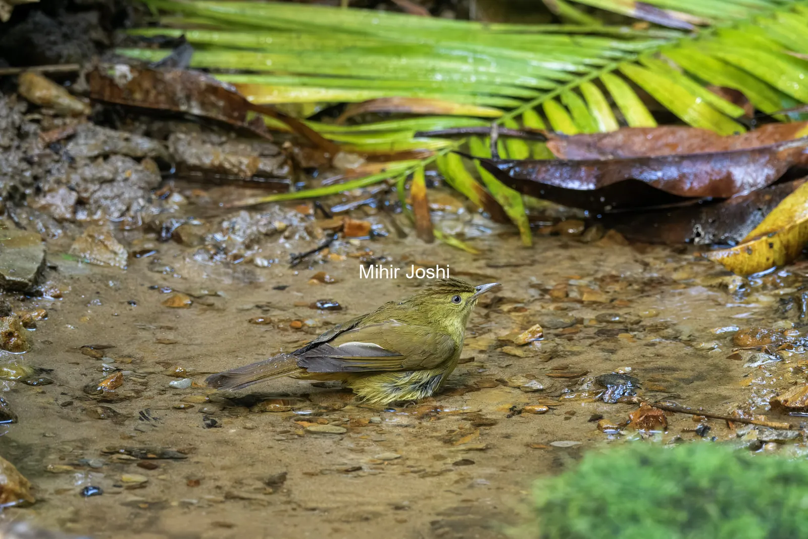 Cachar bulbul Iole cacharensis seen at Dosdewa in Karimganj, Assam, India