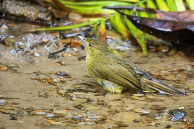 Cachar bulbul Iole cacharensis seen at Dosdewa in Karimganj, Assam, India
