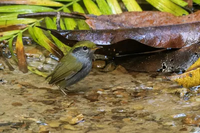 grey-bellied tesia Tesia cyaniventer seen at Dosdewa in Karimganj, Assam, India