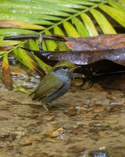 grey-bellied tesia Tesia cyaniventer seen at Dosdewa in Karimganj, Assam, India
