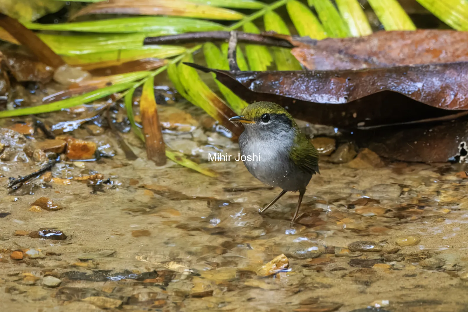 grey-bellied tesia Tesia cyaniventer seen at Dosdewa in Karimganj, Assam, India