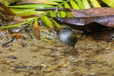 grey-bellied tesia Tesia cyaniventer seen at Dosdewa in Karimganj, Assam, India
