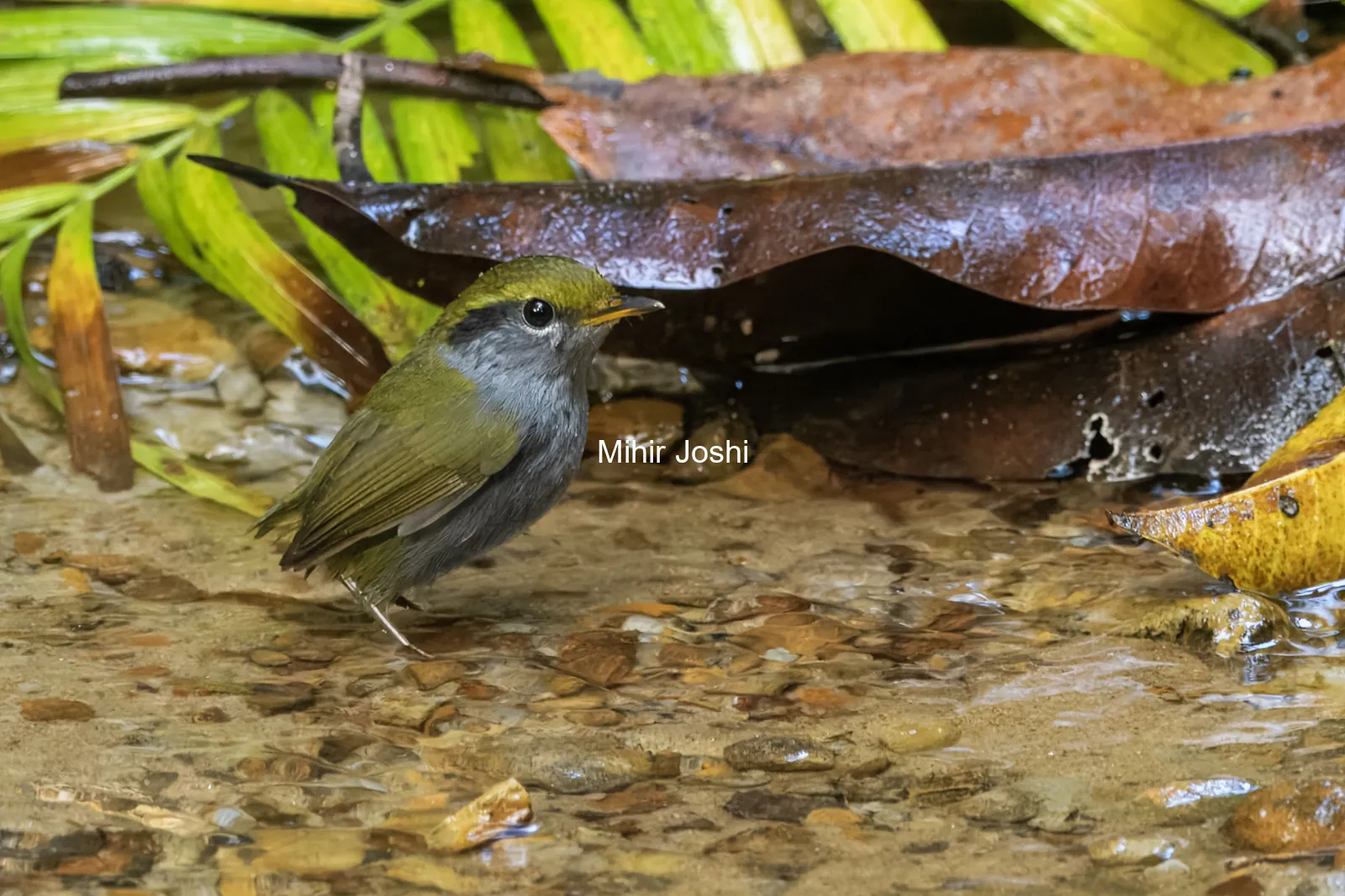 grey-bellied tesia Tesia cyaniventer seen at Dosdewa in Karimganj, Assam, India
