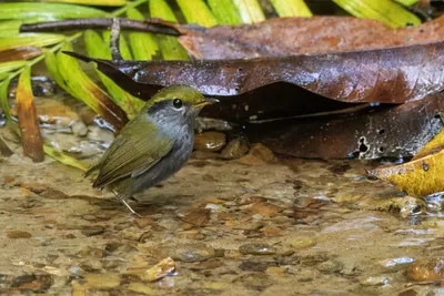 grey-bellied tesia Tesia cyaniventer seen at Dosdewa in Karimganj, Assam, India