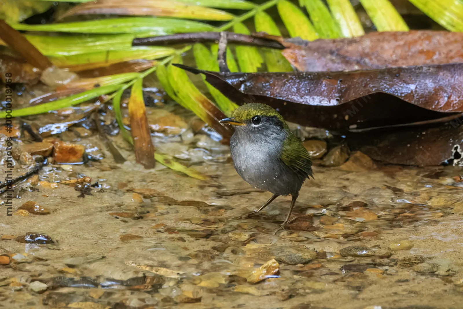 grey-bellied tesia Tesia cyaniventer seen at Dosdewa in Karimganj, Assam, India