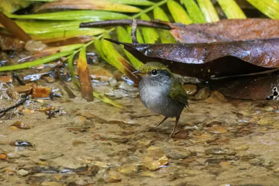 grey-bellied tesia Tesia cyaniventer seen at Dosdewa in Karimganj, Assam, India