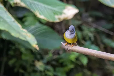 grey-headed canary-flycatcher Culicicapa ceylonensis seen at Dosdewa in Karimganj, Assam, India