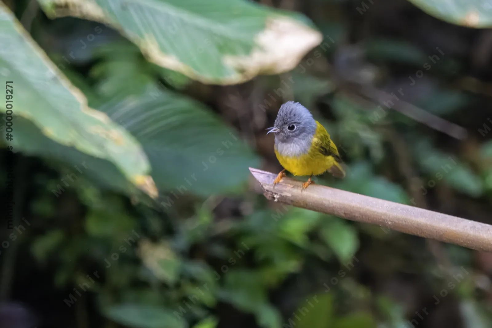 grey-headed canary-flycatcher Culicicapa ceylonensis seen at Dosdewa in Karimganj, Assam, India