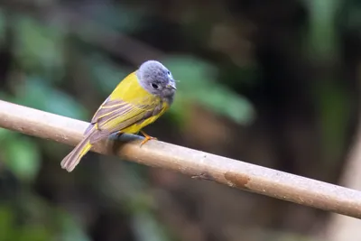 grey-headed canary-flycatcher Culicicapa ceylonensis seen at Dosdewa in Karimganj, Assam, India