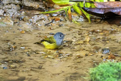 grey-headed canary-flycatcher Culicicapa ceylonensis seen at Dosdewa in Karimganj, Assam, India