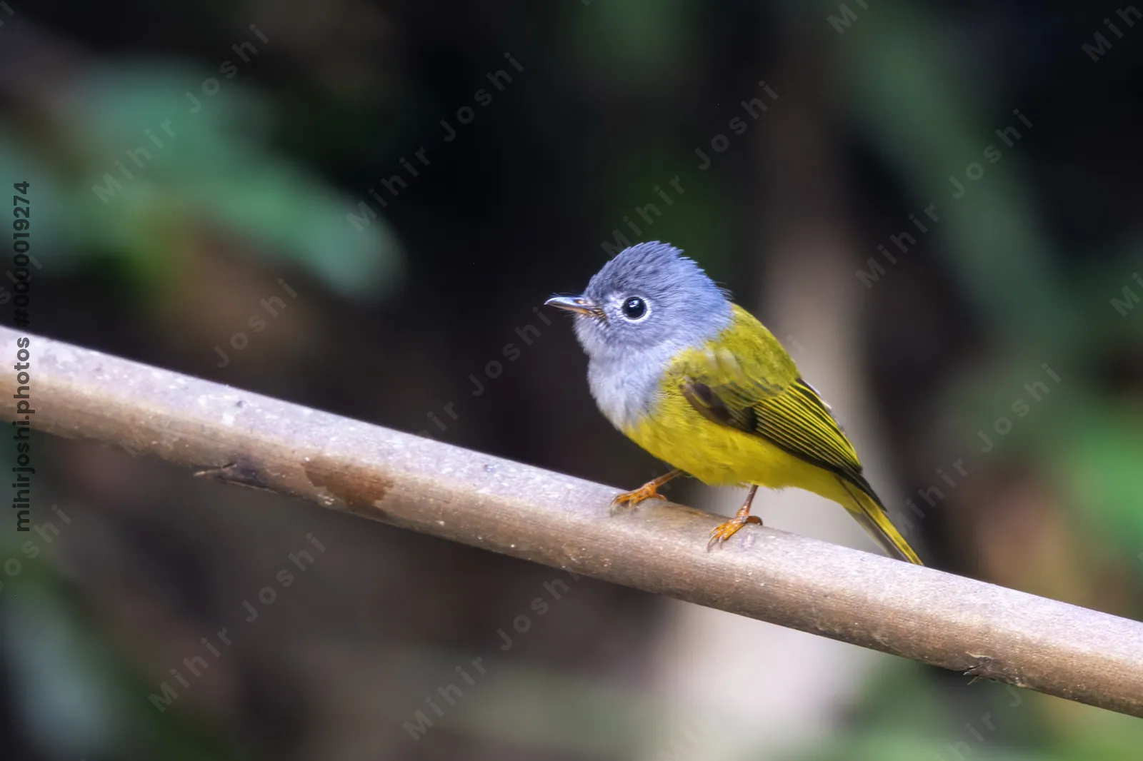 grey-headed canary-flycatcher Culicicapa ceylonensis seen at Dosdewa in Karimganj, Assam, India