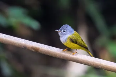 grey-headed canary-flycatcher Culicicapa ceylonensis seen at Dosdewa in Karimganj, Assam, India