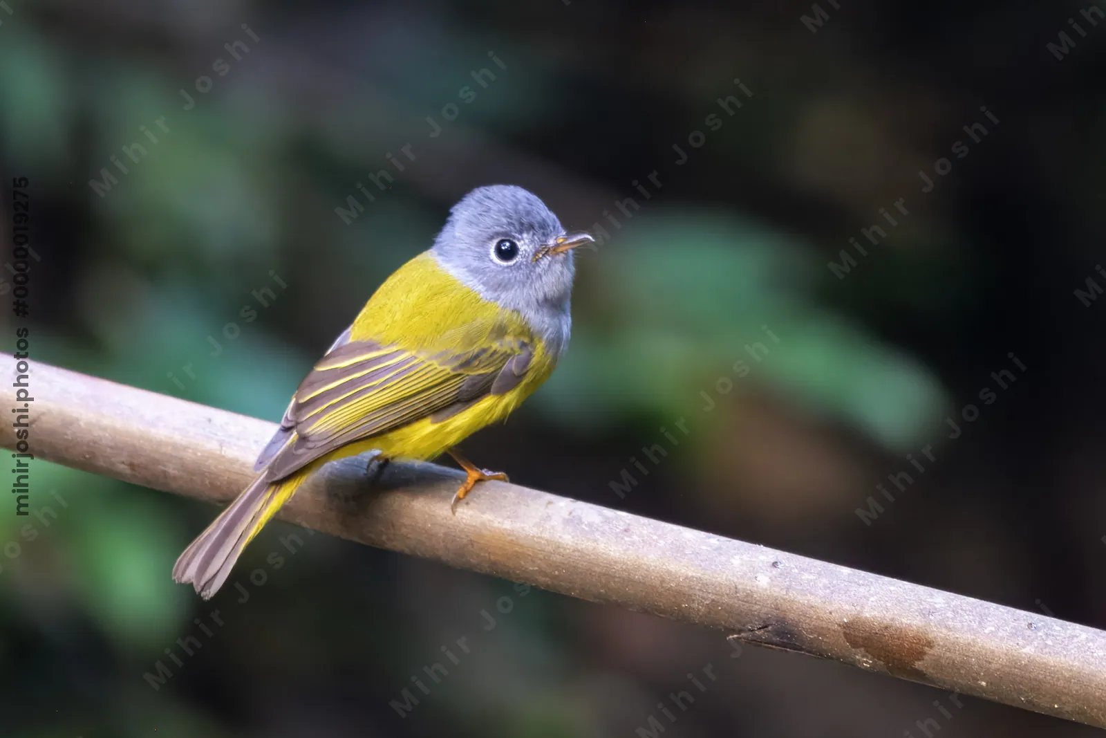 grey-headed canary-flycatcher Culicicapa ceylonensis seen at Dosdewa in Karimganj, Assam, India