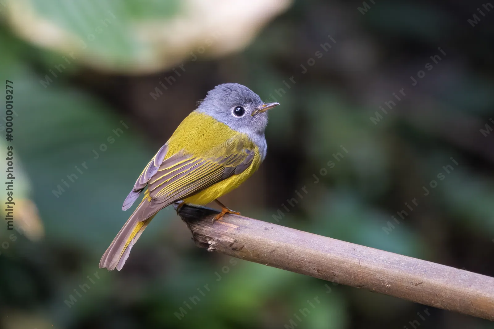 grey-headed canary-flycatcher Culicicapa ceylonensis seen at Dosdewa in Karimganj, Assam, India
