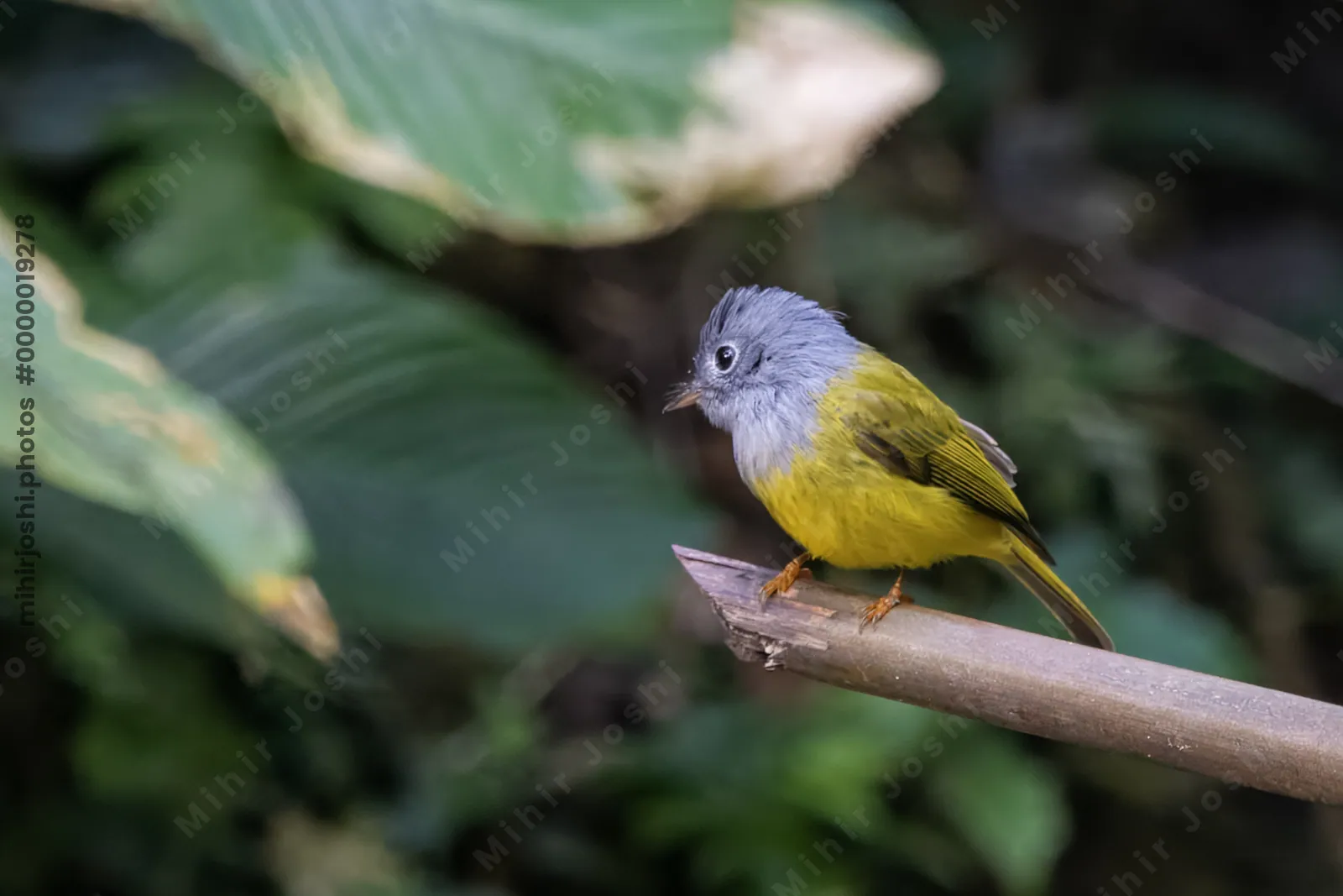 grey-headed canary-flycatcher (Culicicapa ceylonensis) seen at Dosdewa in Karimganj, Assam, India