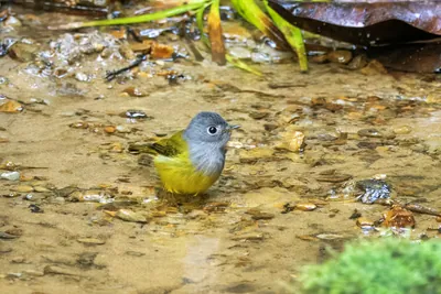 grey-headed canary-flycatcher Culicicapa ceylonensis seen at Dosdewa in Karimganj, Assam, India
