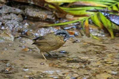 grey-throated babbler (Stachyris nigriceps) seen at Dosdewa in Karimganj, Assam, India