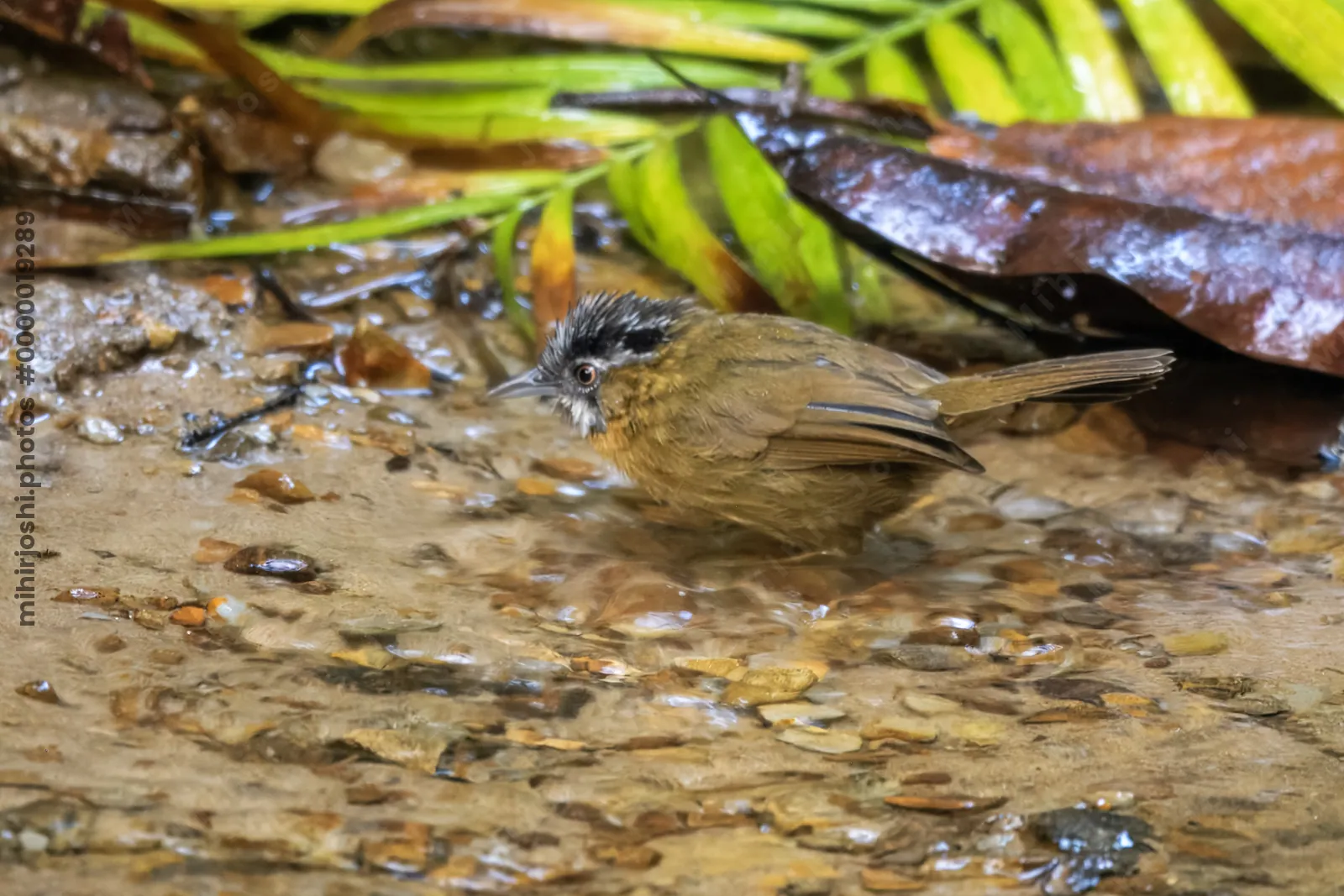 grey-throated babbler (Stachyris nigriceps) seen at Dosdewa in Karimganj, Assam, India