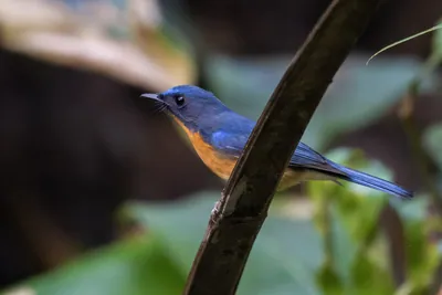 hill blue flycatcher (Cyornis whitei) seen at Dosdewa in Karimganj, Assam, India