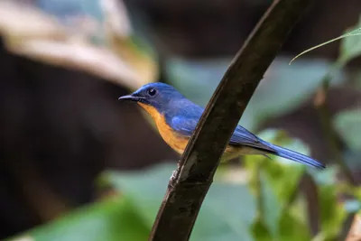 hill blue flycatcher (Cyornis whitei) seen at Dosdewa in Karimganj, Assam, India