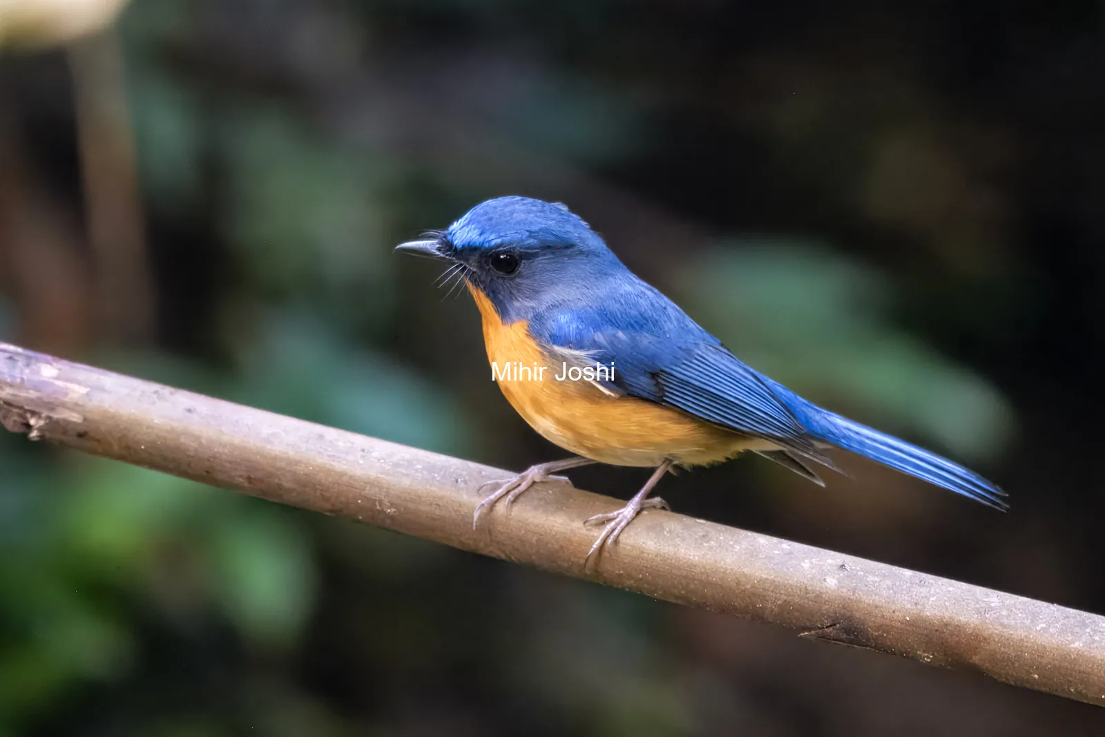 hill blue flycatcher (Cyornis whitei) seen at Dosdewa in Karimganj, Assam, India