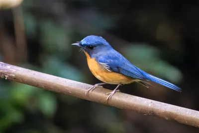 hill blue flycatcher (Cyornis whitei) seen at Dosdewa in Karimganj, Assam, India