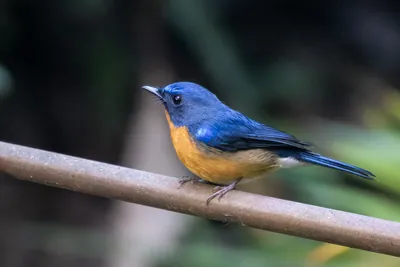 hill blue flycatcher (Cyornis whitei) seen at Dosdewa in Karimganj, Assam, India