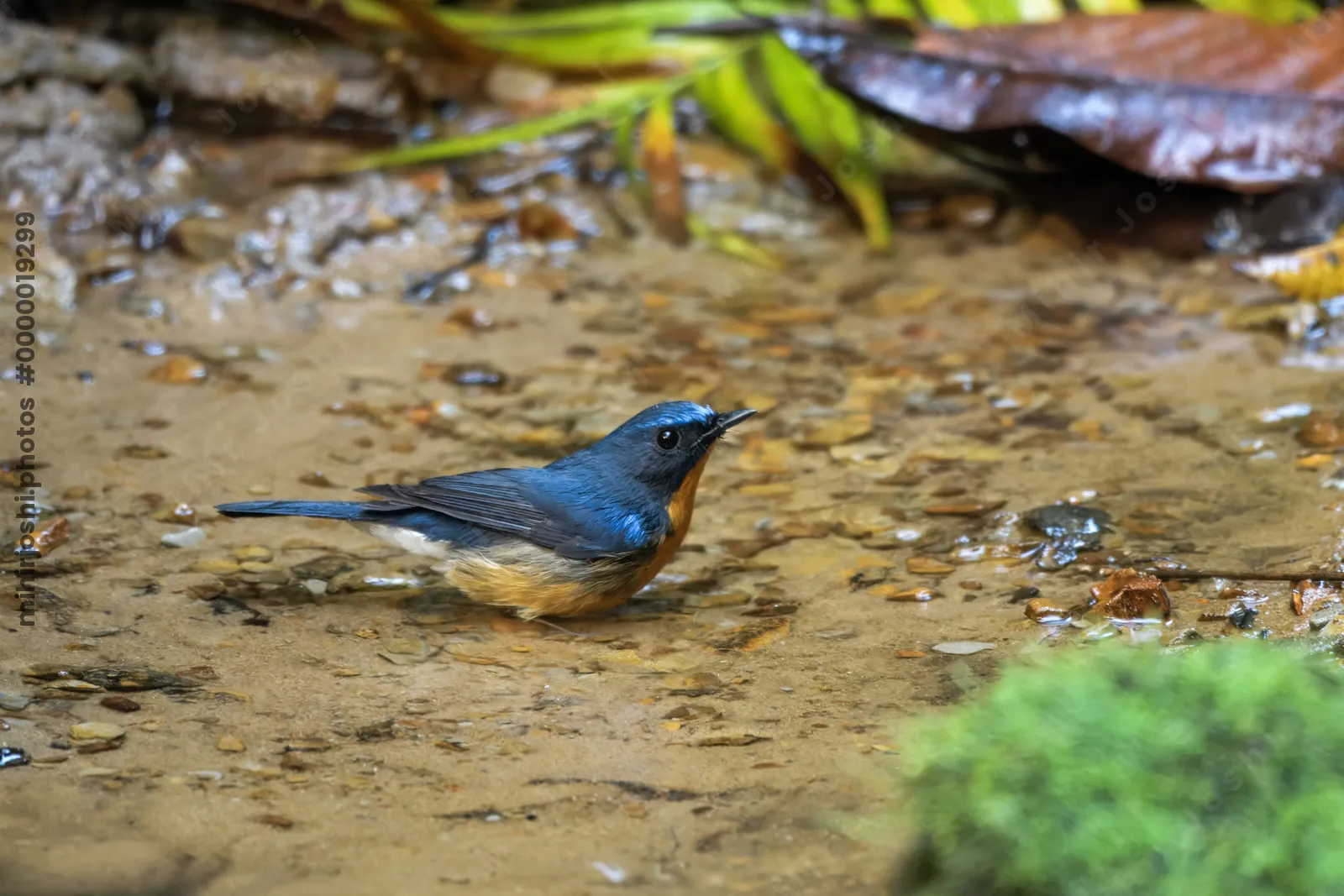 hill blue flycatcher (Cyornis whitei) seen at Dosdewa in Karimganj, Assam, India