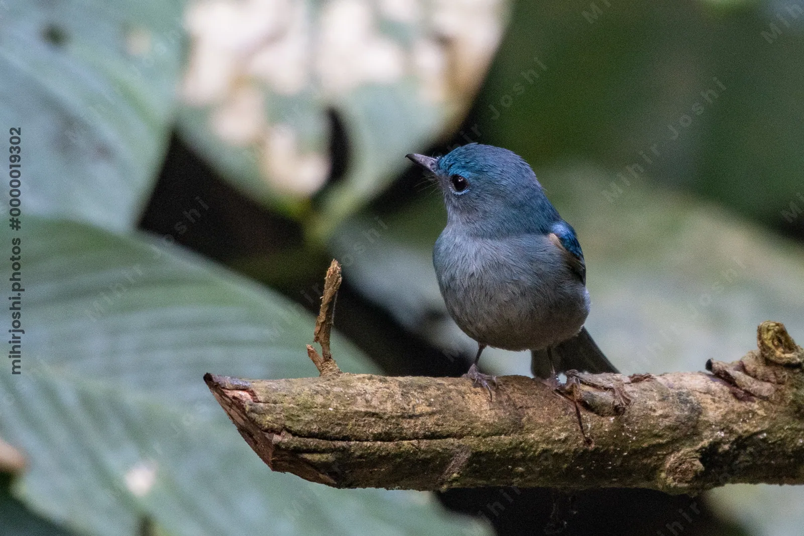 pale blue flycatcher (Cyornis unicolor) seen at Dosdewa in Karimganj, Assam, India