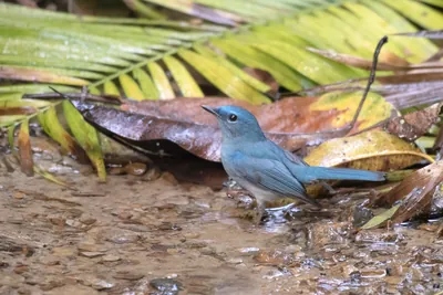 pale blue flycatcher (Cyornis unicolor) seen at Dosdewa in Karimganj, Assam, India