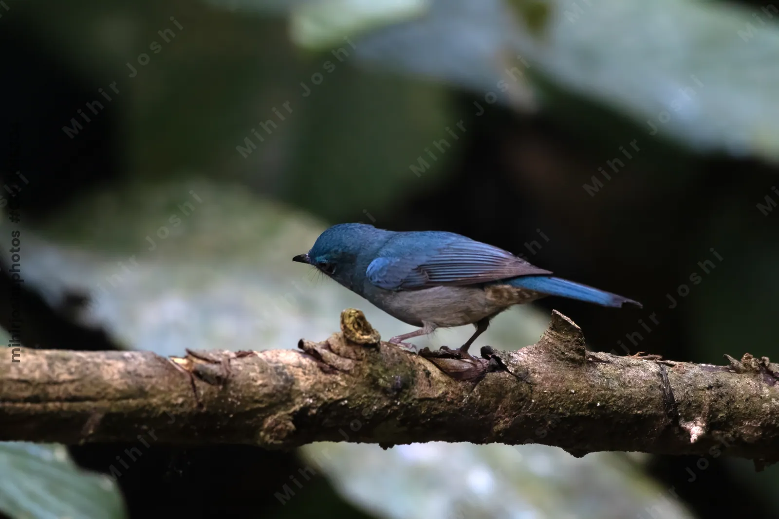 pale blue flycatcher (Cyornis unicolor) seen at Dosdewa in Karimganj, Assam, India