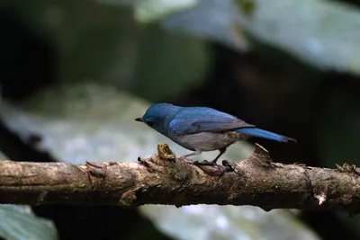 pale blue flycatcher (Cyornis unicolor) seen at Dosdewa in Karimganj, Assam, India