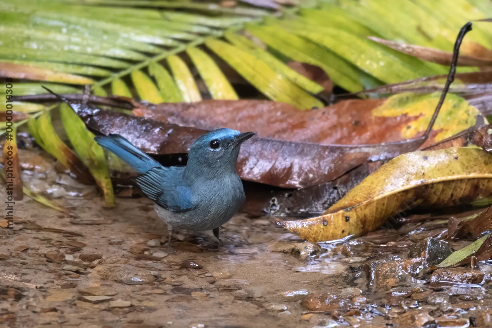 pale blue flycatcher (Cyornis unicolor) seen at Dosdewa in Karimganj, Assam, India