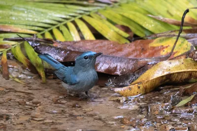 pale blue flycatcher (Cyornis unicolor) seen at Dosdewa in Karimganj, Assam, India