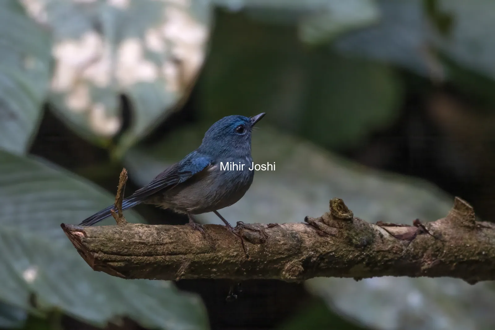 pale blue flycatcher (Cyornis unicolor) seen at Dosdewa in Karimganj, Assam, India