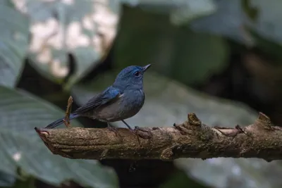 pale blue flycatcher (Cyornis unicolor) seen at Dosdewa in Karimganj, Assam, India