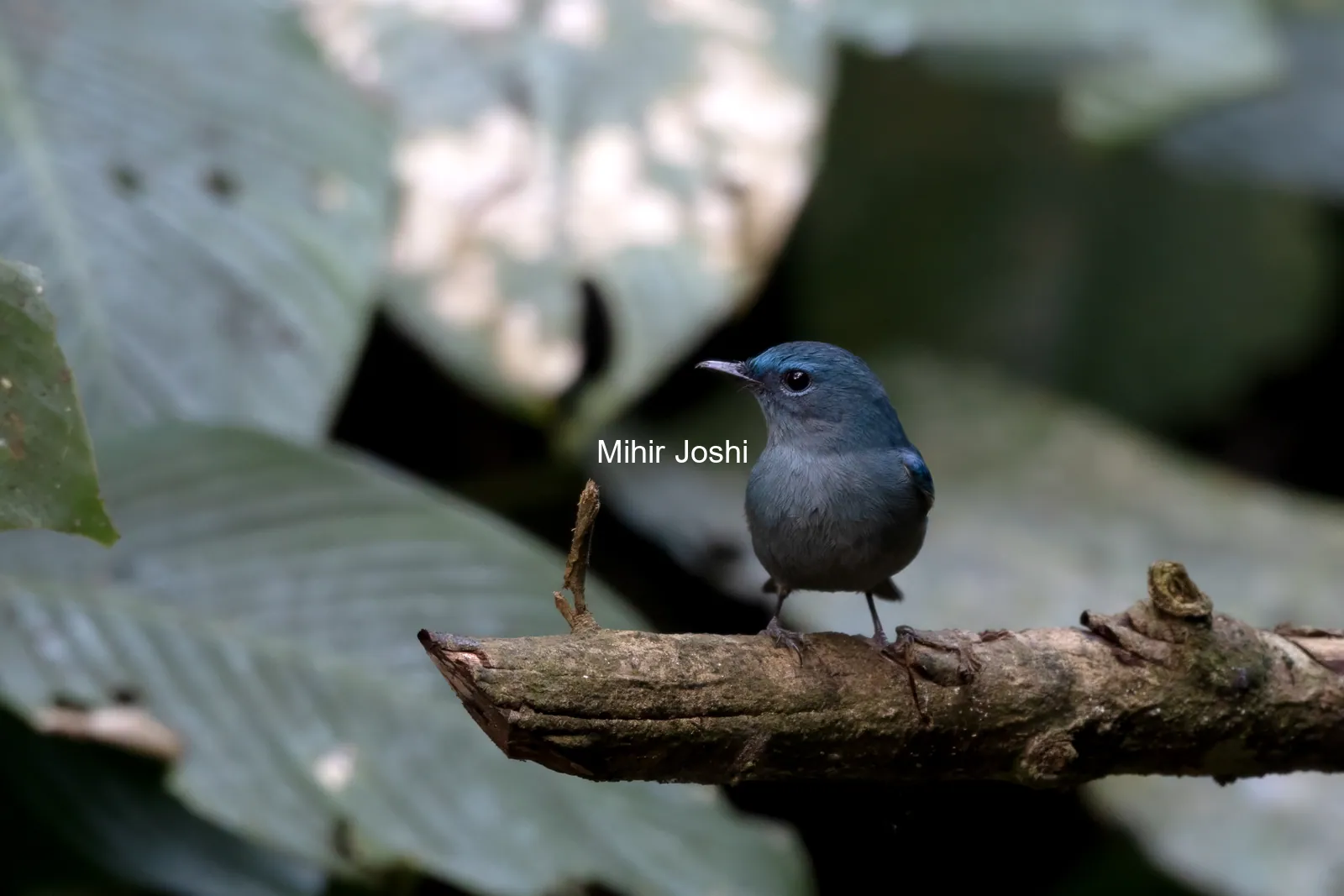 pale blue flycatcher (Cyornis unicolor) seen at Dosdewa in Karimganj, Assam, India