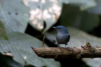pale blue flycatcher (Cyornis unicolor) seen at Dosdewa in Karimganj, Assam, India