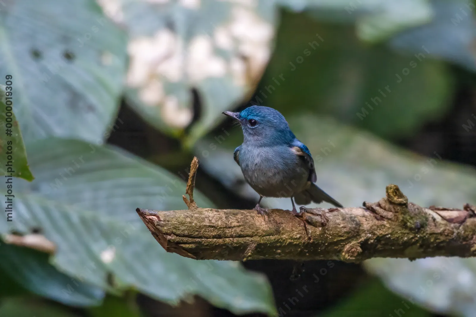 pale blue flycatcher (Cyornis unicolor) seen at Dosdewa in Karimganj, Assam, India
